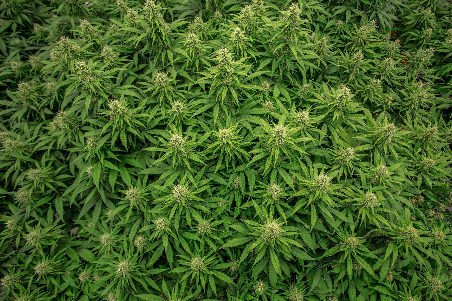 About The Green Source about-the-green-source
